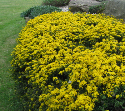 Genista pilosa